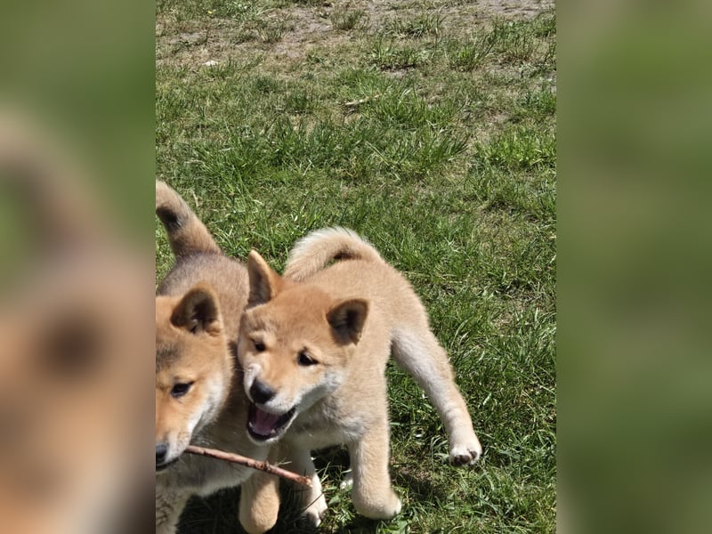 Shiba inu Welpen.   vom Haus Joe   ,Liebhaberzucht