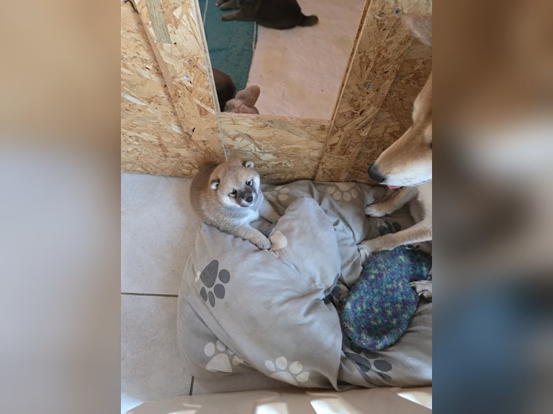 Shiba inu Welpen.   vom Haus Joe   ,Liebhaberzucht