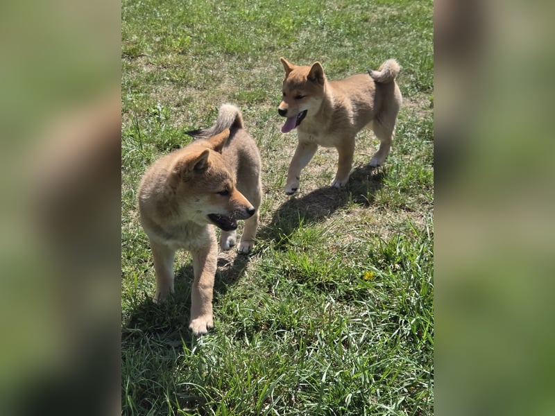 Shiba inu Welpen.   vom Haus Joe   ,Liebhaberzucht