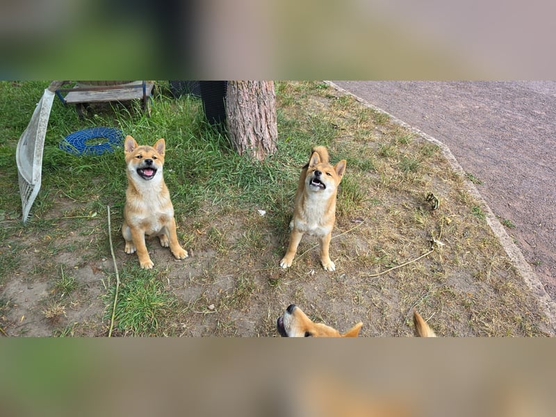 Shiba inu Welpen.   vom Haus Joe   ,Liebhaberzucht