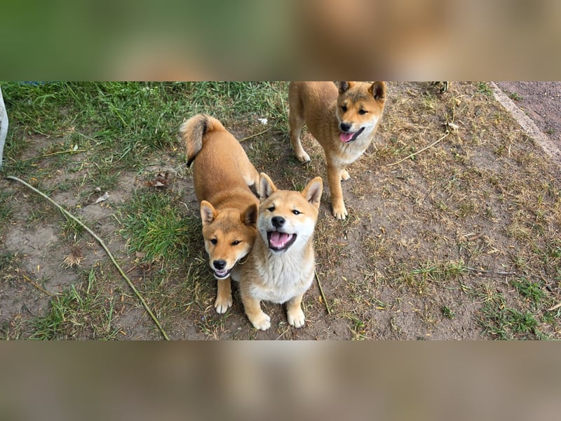 Shiba inu Welpen.   vom Haus Joe   ,Liebhaberzucht