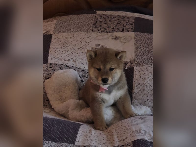 Shiba inu Welpen.   vom Haus Joe   ,Liebhaberzucht