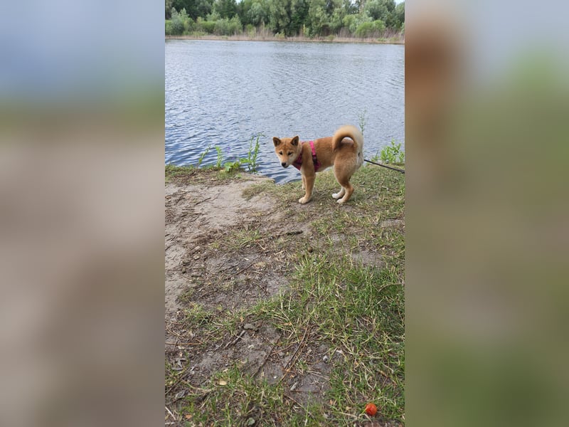 Shiba inu Welpen.   vom Haus Joe   ,Liebhaberzucht