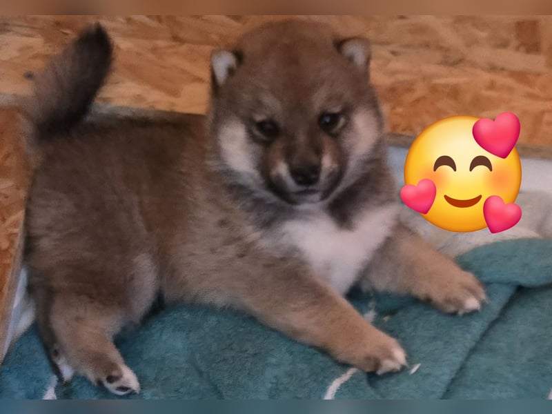 Shiba inu Welpen.   vom Haus Joe   ,Liebhaberzucht