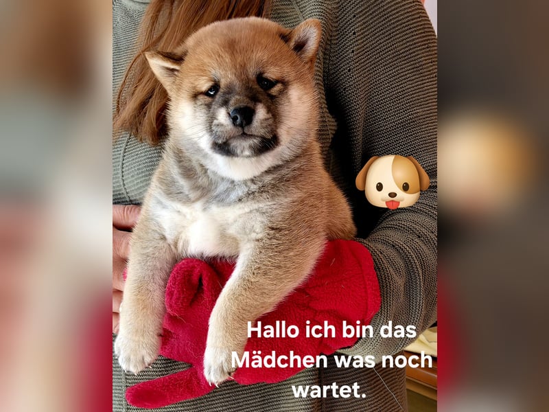 Shiba inu Welpen.   vom Haus Joe   ,Liebhaberzucht