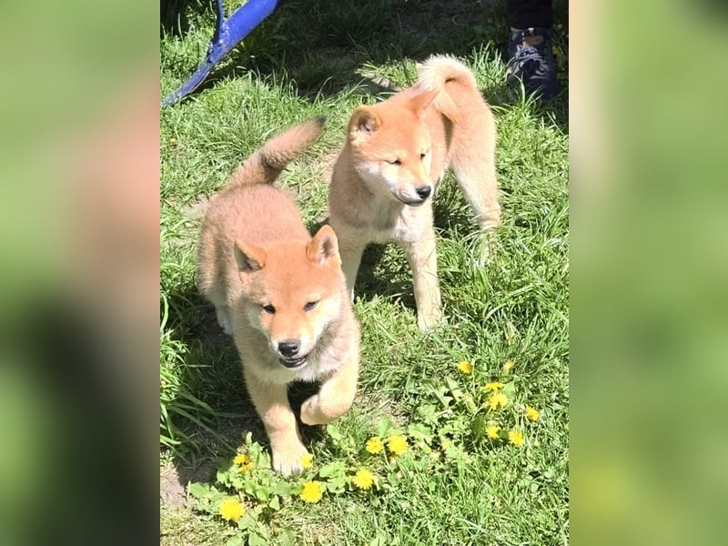 Shiba inu Welpen.   vom Haus Joe   ,Liebhaberzucht
