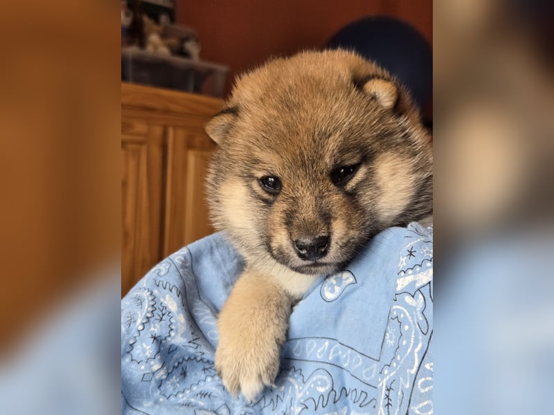 Shiba inu Welpen.   vom Haus Joe   ,Liebhaberzucht
