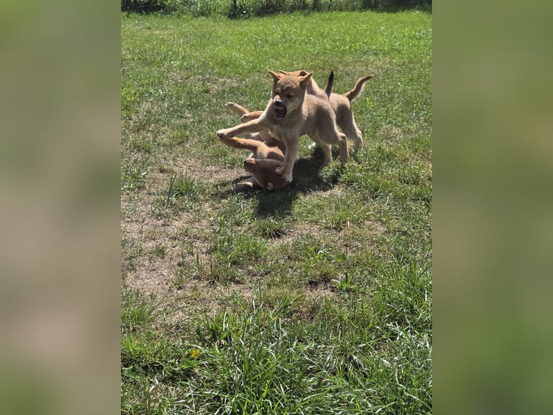 Shiba inu Welpen.   vom Haus Joe   ,Liebhaberzucht