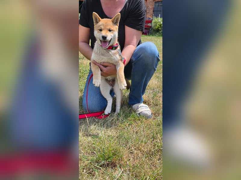 Shiba inu Welpen.   vom Haus Joe   ,Liebhaberzucht