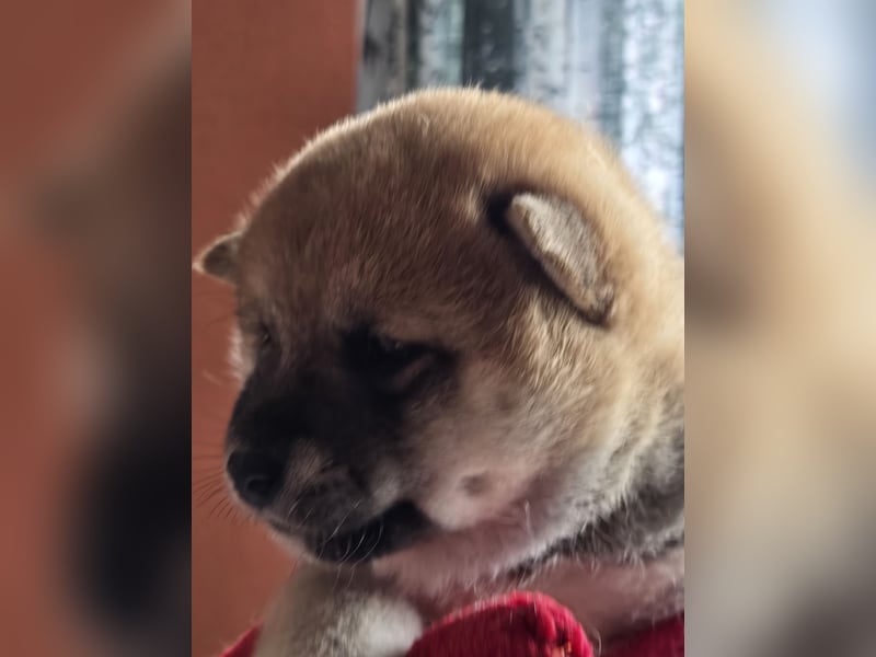 Shiba inu Welpen.   vom Haus Joe   ,Liebhaberzucht
