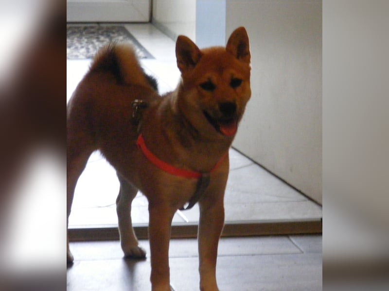 Erstklassige Shiba Inu Zucht in Sachsen