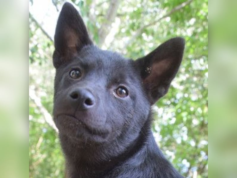 Shora - süße, tolle, junge Hündin die uns Mensche sehr mag