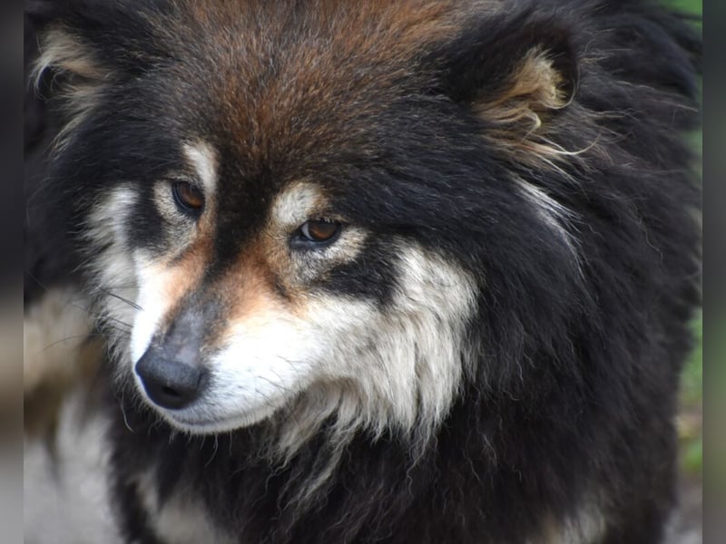 Shiba Inu Mischling „Katia“, ca. 02.2021 geboren, noch sehr scheu, sucht Freunde dieser Rasse