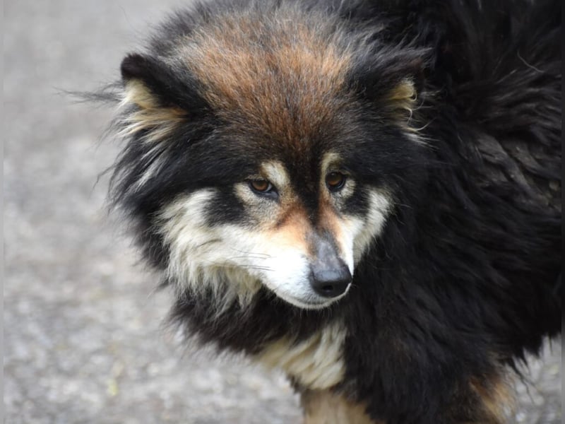 Shiba Inu Mischling „Katia“, ca. 02.2021 geboren, noch sehr scheu, sucht Freunde dieser Rasse