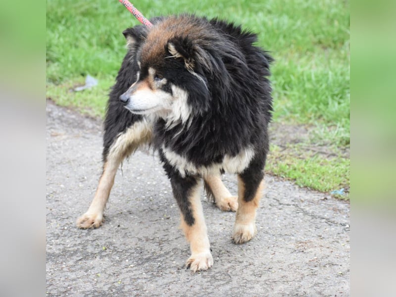Shiba Inu Mischling „Katia“, ca. 02.2021 geboren, noch sehr scheu, sucht Freunde dieser Rasse