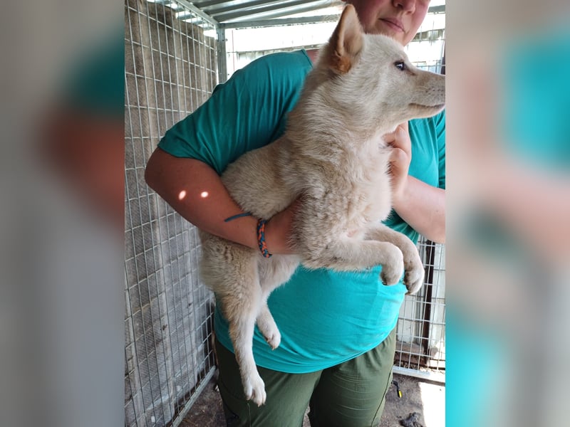 Szines PP – junge Shiba Inu-Hündin sucht geduldiges Zuhause