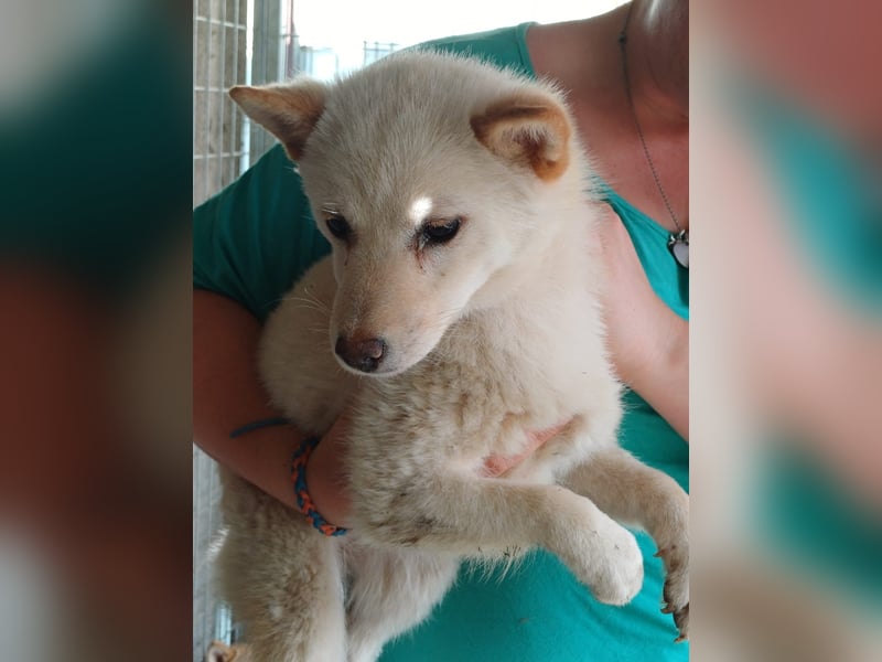 Szines PP – junge Shiba Inu-Hündin sucht geduldiges Zuhause