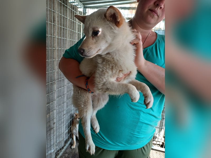 Szines PP – junge Shiba Inu-Hündin sucht geduldiges Zuhause