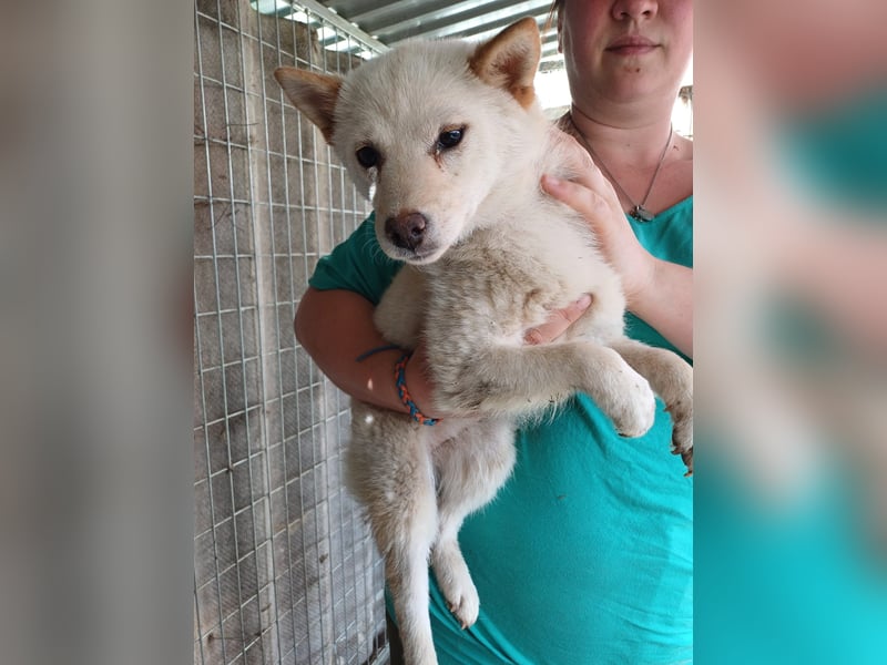 Szines PP – junge Shiba Inu-Hündin sucht geduldiges Zuhause
