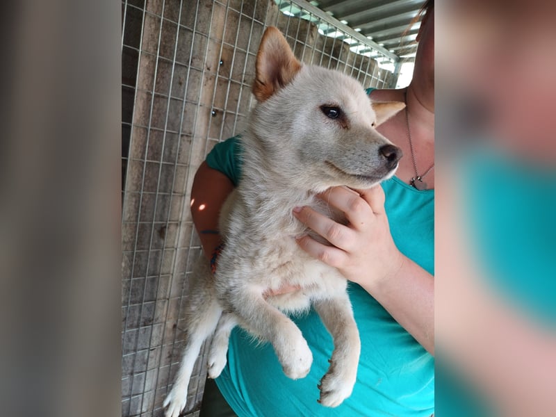 Szines PP – junge Shiba Inu-Hündin sucht geduldiges Zuhause