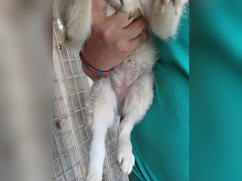 Szines PP – junge Shiba Inu-Hündin sucht geduldiges Zuhause