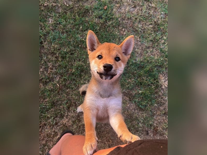 Shiba Inu beautiful puppies