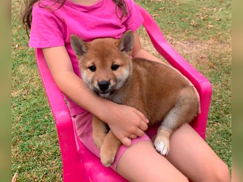 Shiba Inu beautiful puppies