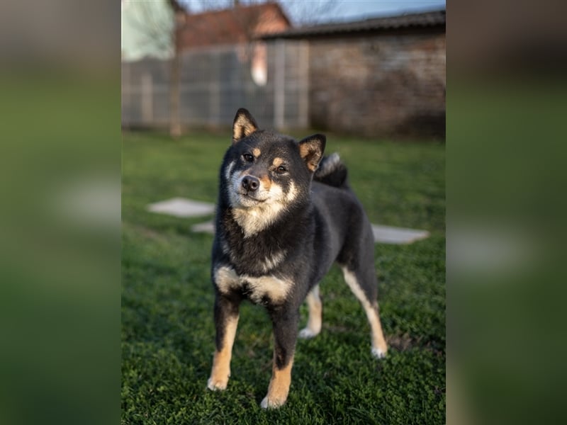 Shiba Inu beautiful puppies