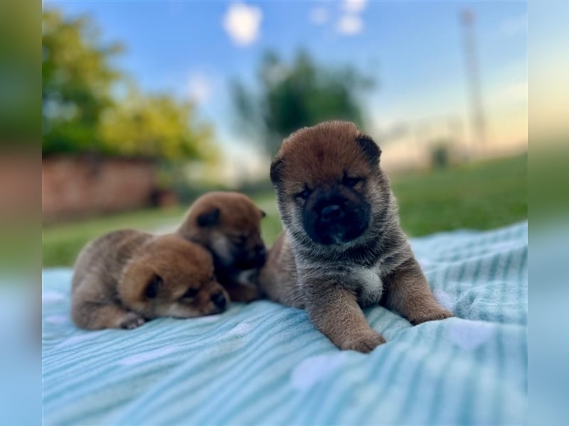 Shiba Inu beautiful puppies