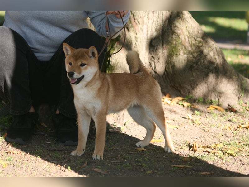 Shiba Inu beautiful puppies