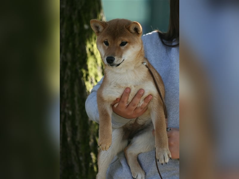 Shiba Inu beautiful puppies