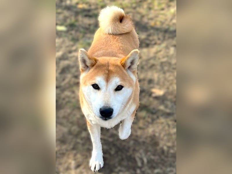 Sancho, 5 Jahre, Shiba Inu sucht sein Glück!