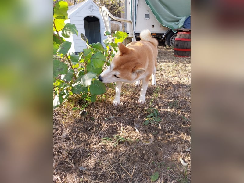 Sancho, 5 Jahre, Shiba Inu sucht sein Glück!
