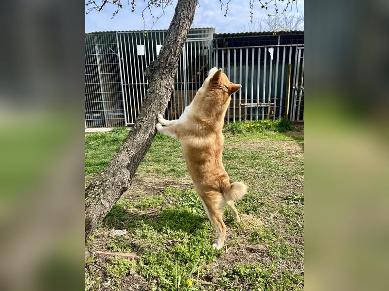 Sancho, 5 Jahre, Shiba Inu sucht sein Glück!