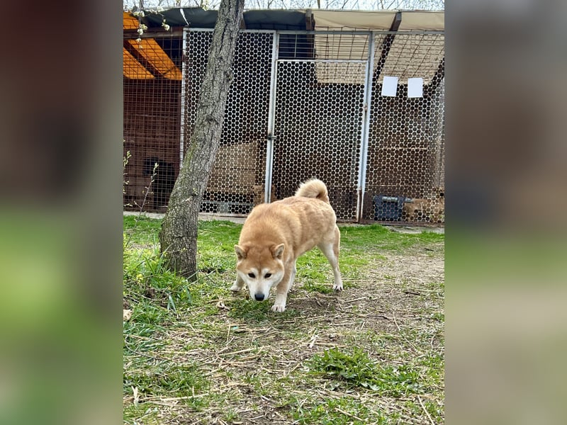 Sancho, 5 Jahre, Shiba Inu sucht sein Glück!