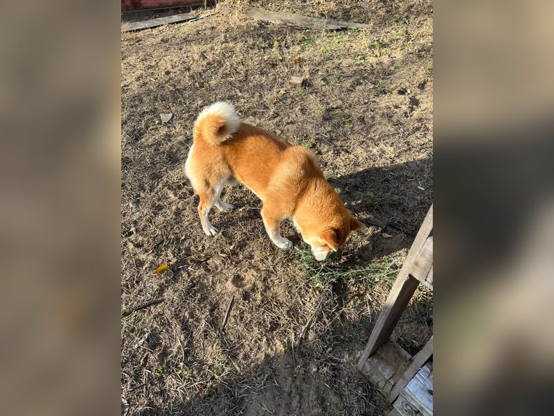 Sancho, 5 Jahre, Shiba Inu sucht sein Glück!