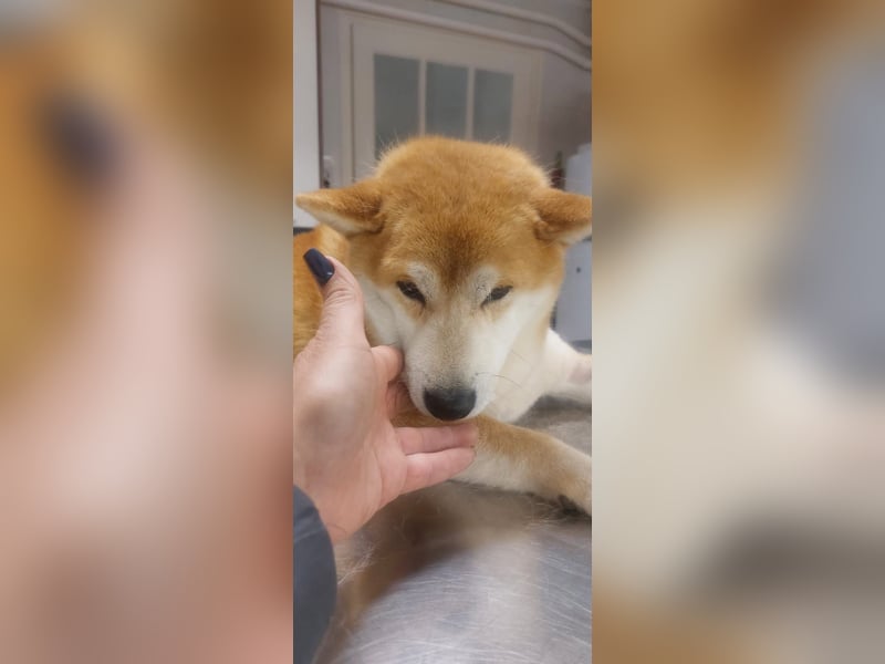 Sancho, 5 Jahre, Shiba Inu sucht sein Glück!