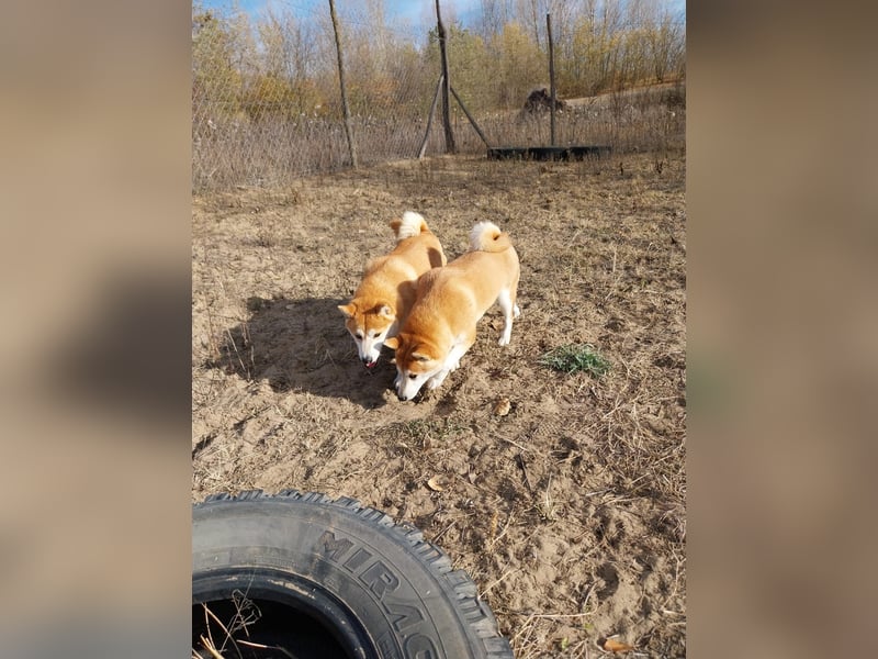 Sancho, 5 Jahre, Shiba Inu sucht sein Glück!