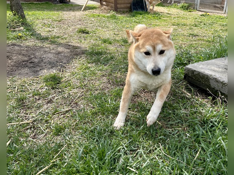 Sancho, 5 Jahre, Shiba Inu sucht sein Glück!