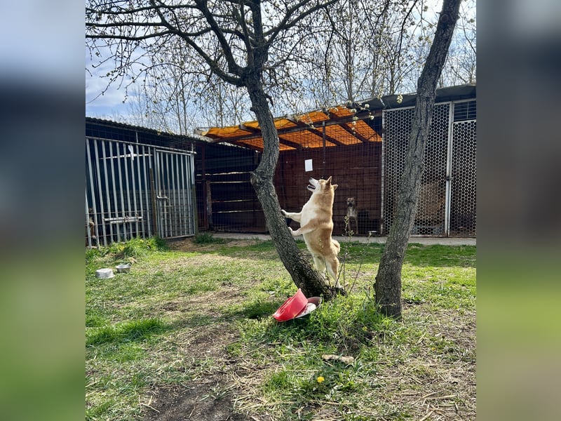 Sancho, 5 Jahre, Shiba Inu sucht sein Glück!