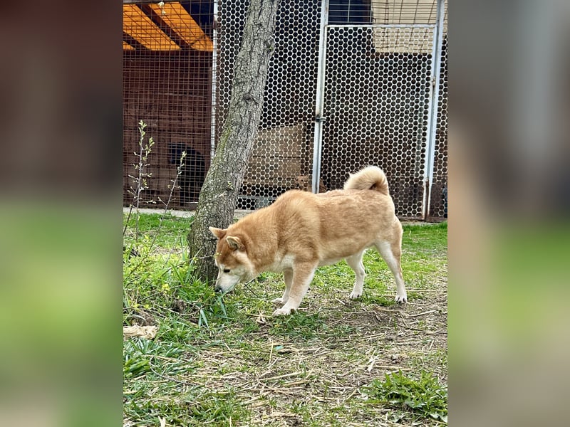 Sancho, 5 Jahre, Shiba Inu sucht sein Glück!