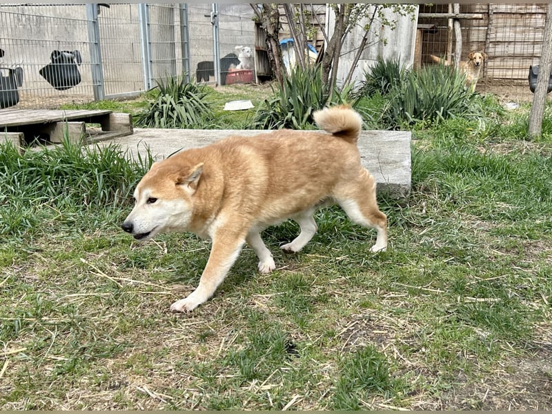 Sancho, 5 Jahre, Shiba Inu sucht sein Glück!