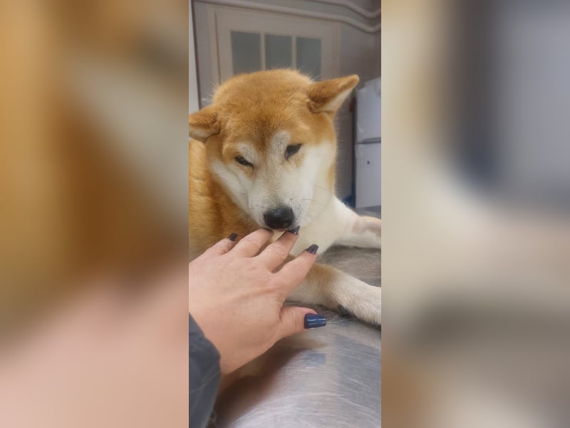 Sancho, 5 Jahre, Shiba Inu sucht sein Glück!