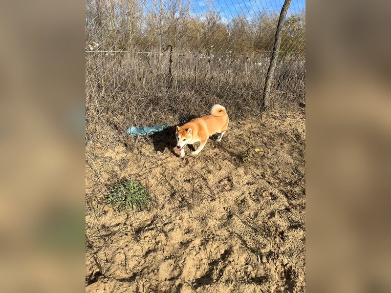 Sancho, 5 Jahre, Shiba Inu sucht sein Glück!