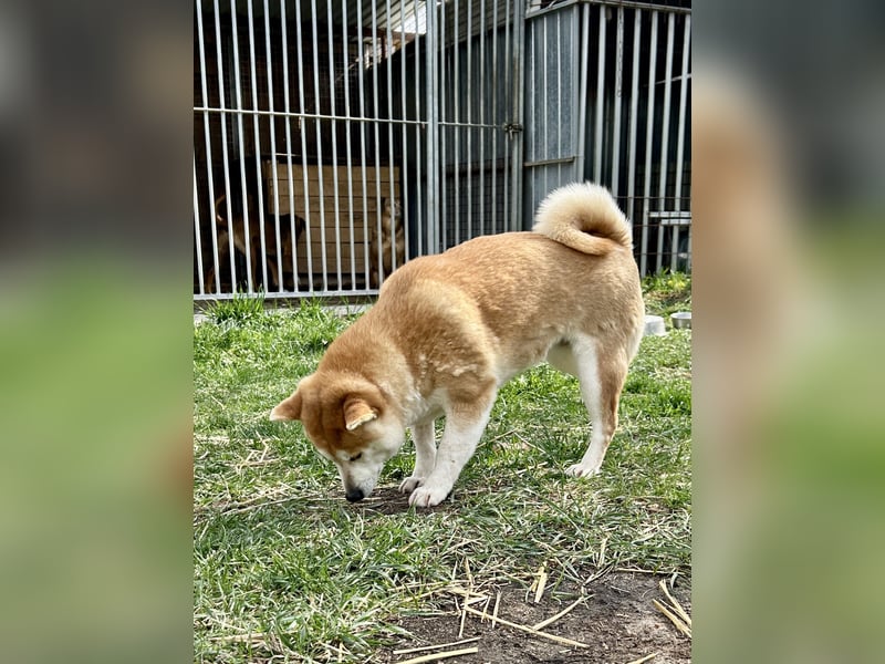 Naomi, ca. 40 cm, Shiba Inu