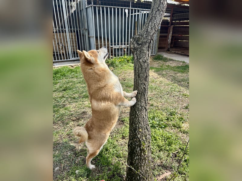 Sancho, 5 Jahre, Shiba Inu sucht sein Glück!