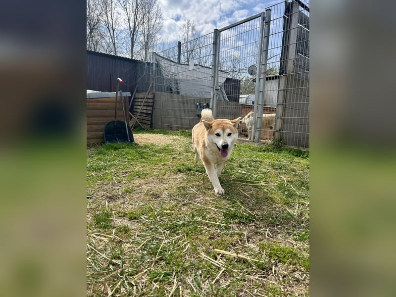 Sancho, 5 Jahre, Shiba Inu sucht sein Glück!