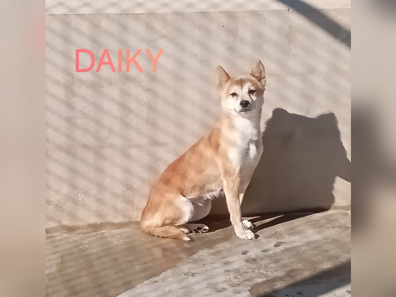 DAIKY-sanft, zurückhaltende, liebenswerte Begleiterin mit großem Herzen sucht liebevolles Zuhause