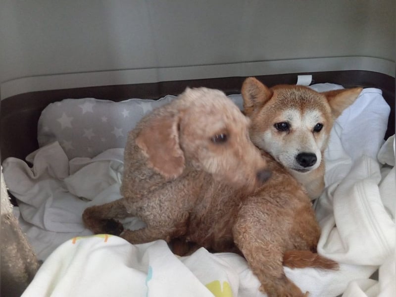 DAIKY-sanft, zurückhaltende, liebenswerte Begleiterin mit großem Herzen sucht liebevolles Zuhause