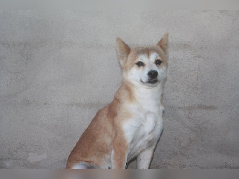 DAIKY-sanft, zurückhaltende, liebenswerte Begleiterin mit großem Herzen sucht liebevolles Zuhause